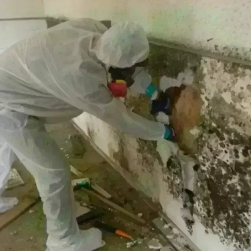 Mold Remediation and Removal in Elton, LA